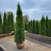 Thuja occ. Smaragd 210-220 cm - Image 2