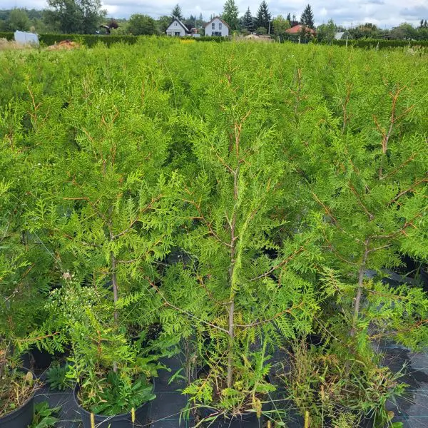 Thuja occ. Brabant 100 – 120 cm - Image 2