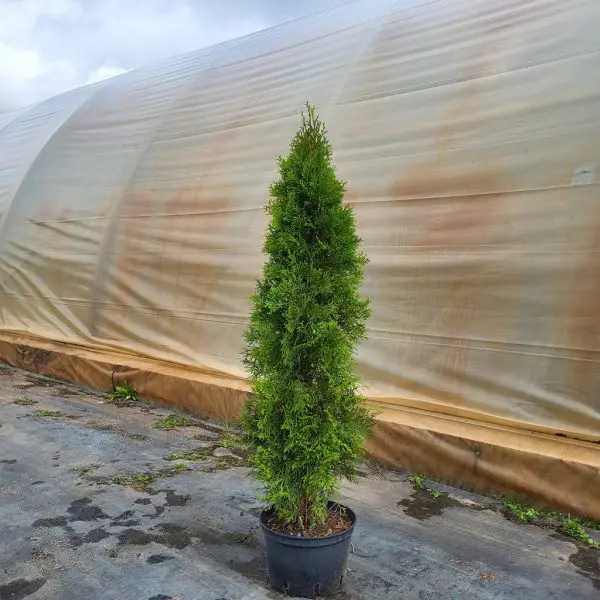 Thuja occ.Smaragd 110-120 cm