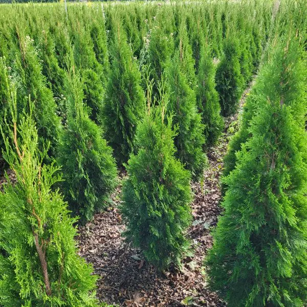 Thuja occ. Smaragd 90 – 100 cm - Image 2