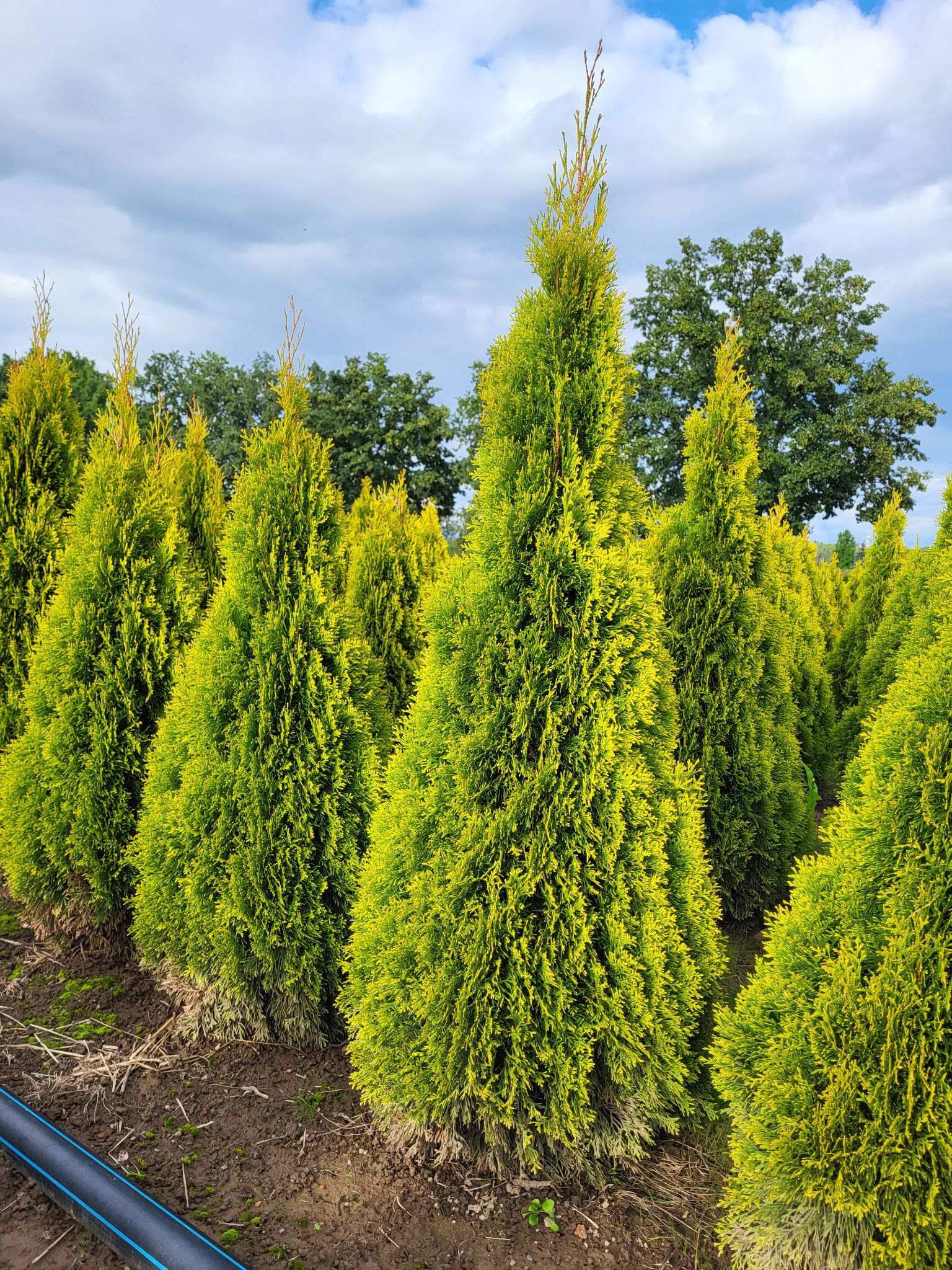 Thuja occ.Golden Smaragd 170-180 cm