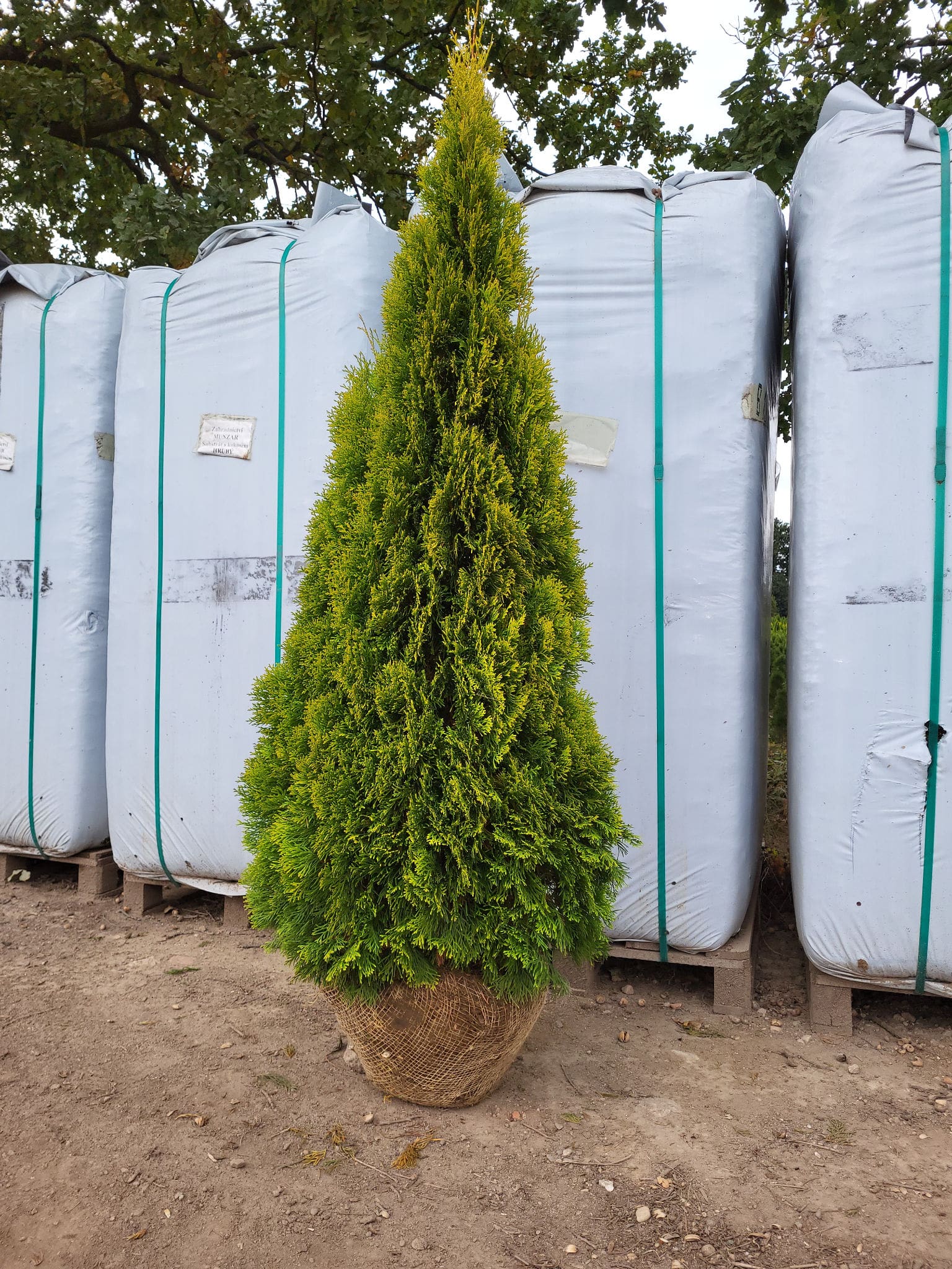 Thuja occ.Golden Smaragd 150-160 cm