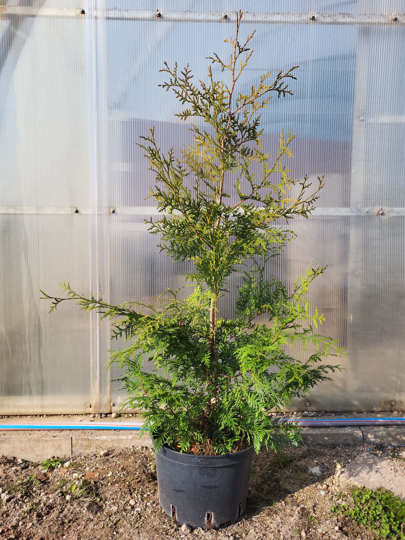Thuja occ.Brabant 110-130 cm
