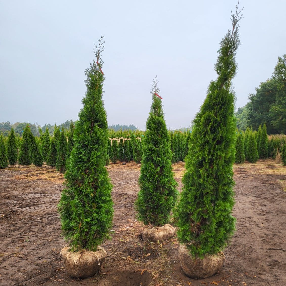 Thuja occ.Smaragd 190-200 cm