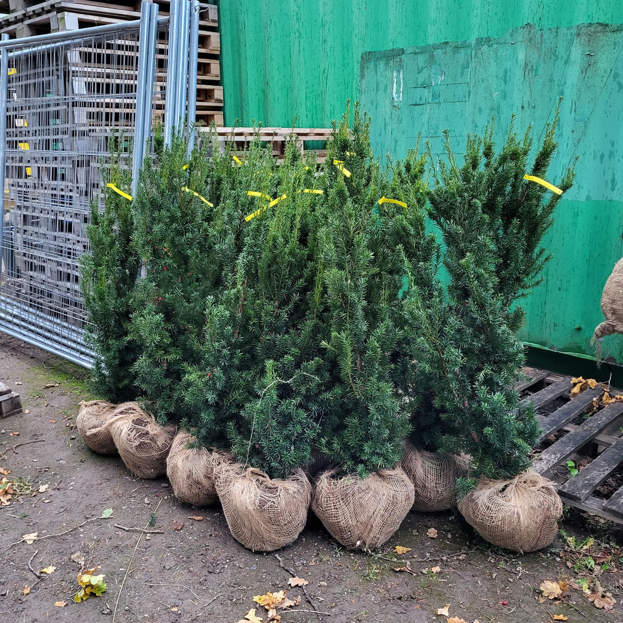 Taxus media Hicksii 130-140 cm