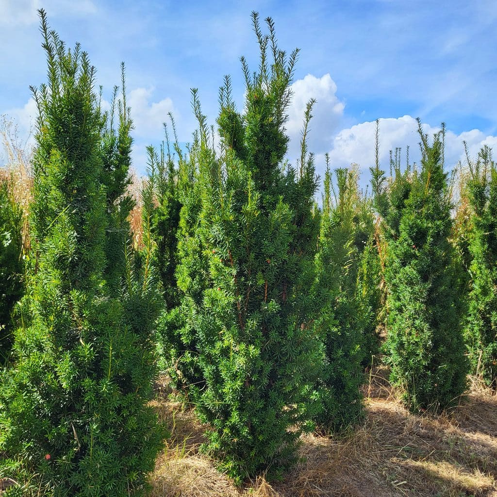 Taxus media Hicksii 150 – 160 cm