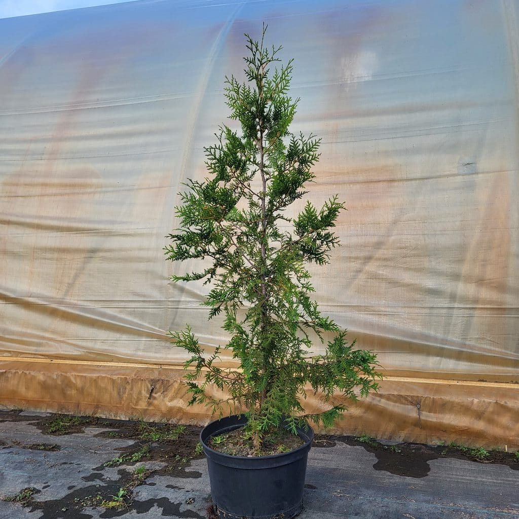 Thuja occ . Brabant 130 – 140 cm