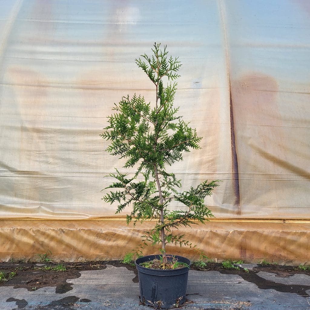 Thuja occ. Brabant 100 – 120 cm