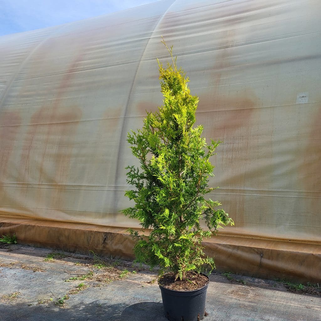 Thuja occ.Golden Brabant 130-140 cm