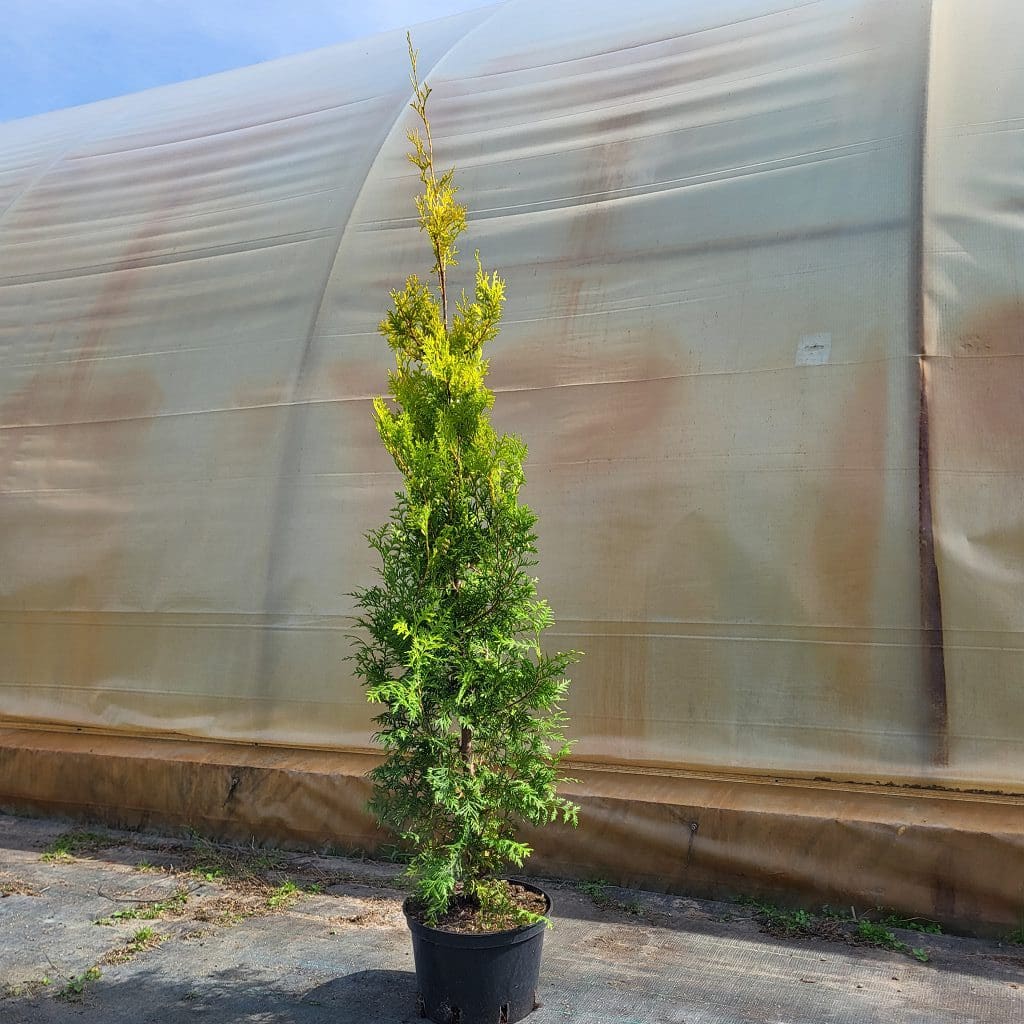 Thuja occ. Golden Brabant 150 – 160 cm