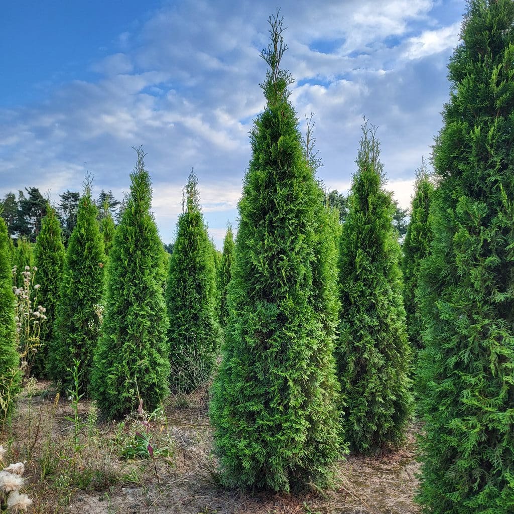 Thuja occ. Smaragd 230 – 240 cm