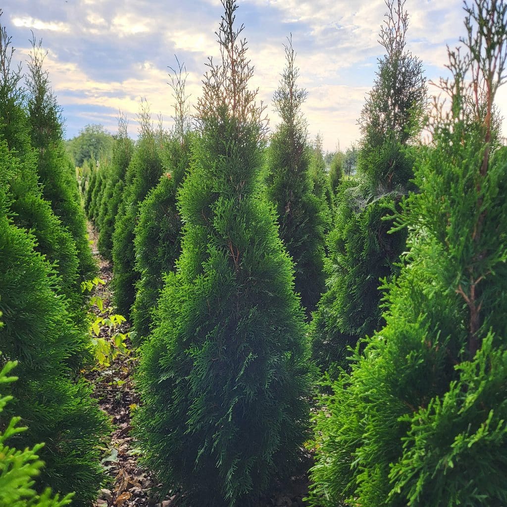 Thuja occ. Smaragd 90 – 100 cm